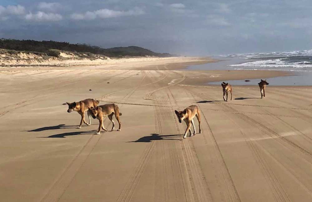 Fraser Island @minako2593 / Pinterest.com