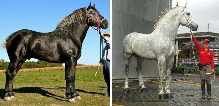 Un immense Percheron gris