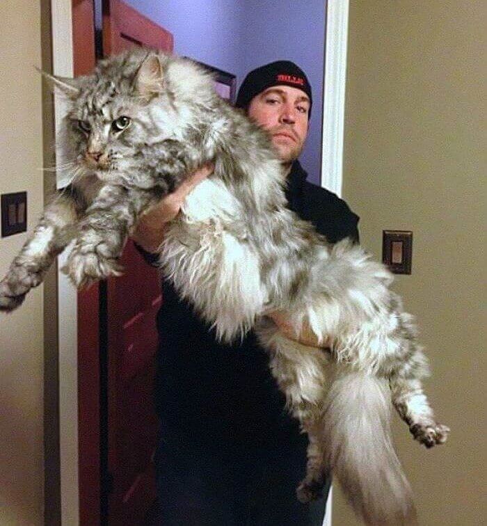 Ce Maine Coon est de la taille d'un lion