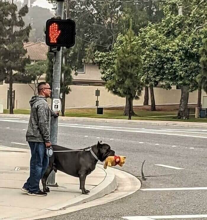 Ce monstre géant canin