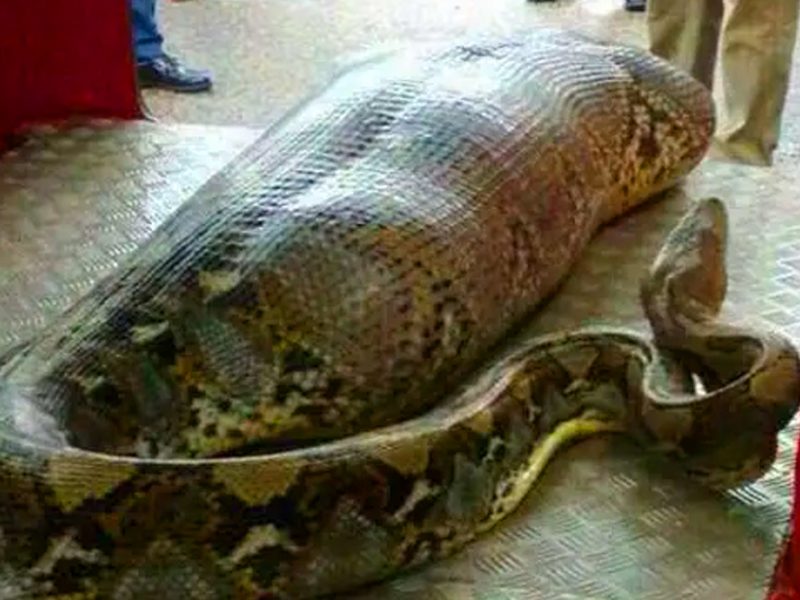 Ces ouvriers ont trouvé un serpent géant – vous ne croirez pas ce qu’ils ont trouvé à l’intérieur !